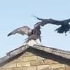 Moment dive-bombing buzzard that has terrorised village tries to get into house before being attacked by magpies and crows