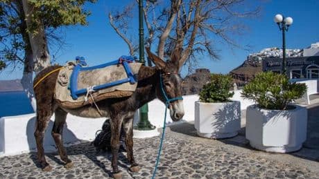 En Grèce, les ânes ressemblent à des “travailleurs sans droits”