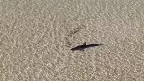 Salvan a un tiburón blanco varado en aguas poco profundas en Australia