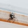 Spin met ‘tandkaken’ gespot in Nederland: waarom zijn we toch zo bang voor deze beestjes?
