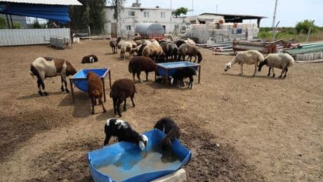 Akıl dışı olay! Meraya dökülen zehirli gıdalar onlarca koyunu telef etti