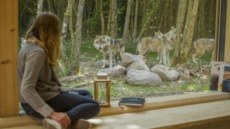 On a passé une nuit face aux loups gris d’Europe, au parc animalier de Sainte-Croix