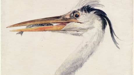 Turner’s Kingdom: Beauty, Birds and Beasts - 'charming little exhibition'