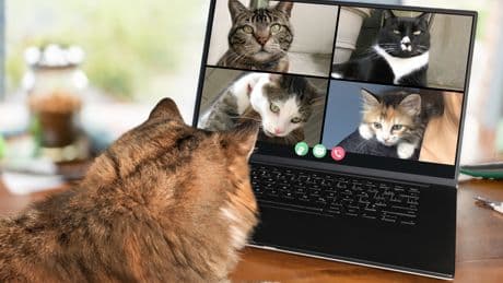Mit Haustieren reden: Baidu meldet KI-Patent an