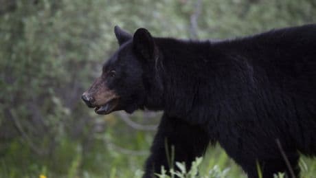 Black bear killed after attacking woman in Maple Ridge backyard