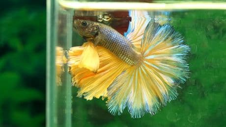 Peceras diminutas y entornos estresantes, un estudio alerta sobre el maltrato al pez Betta