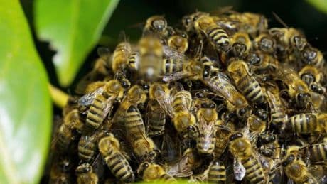 Aggressiver Schwarm aus 70.000 Bienen verletzt 24 Menschen