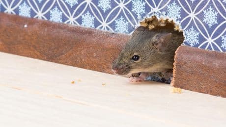 Mäuse im Haus aufspüren und effektiv bekämpfen
