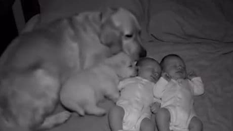 Hunde-Video geht viral - Sooo süß, aber so fake!