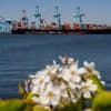 Shipping companies support 1st global fee on greenhouse gases, opposed by Trump admin