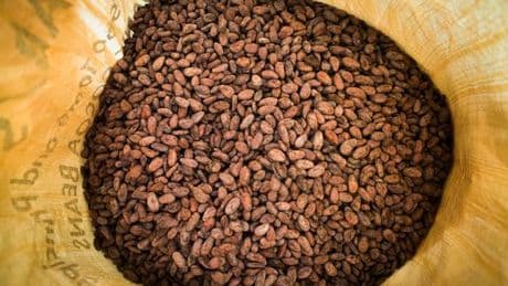 Ces microbes qui donnent leur bon goût au chocolat