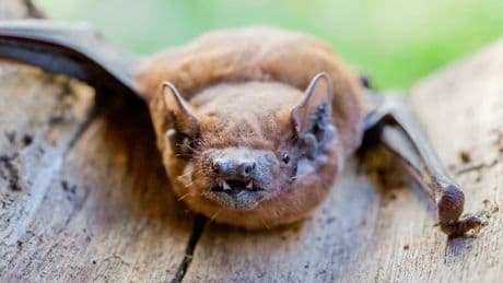 Tier lag tot auf dem Boden - Tollwut-Angst in Kita! Kids streichelten Fledermaus