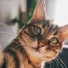 Cats develop dementia in a similar way to humans