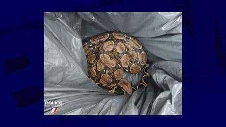 Maine-et-Loire: une habitante retrouve un boa constrictor sur le pas de sa porte à Saumur