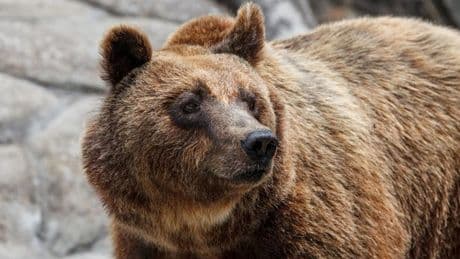 Hiker plunges 2,600-feet to death after giant bear shoves him off ravine in holiday hotspot