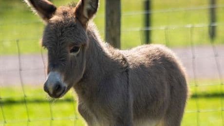 Schottland: Warum dieser Esel zwei Mütter hat