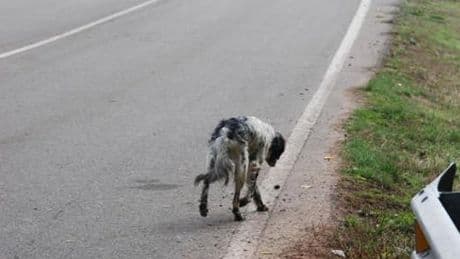 Alarma en las carreteras: Casi 1.900 perros mueren atropellados cada verano