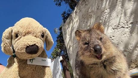 Kuscheltier sucht Familie: Vergessener Plüschhund Jack wird Internetstar in Australien