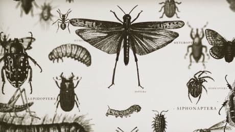 Wahr oder Quatsch? - Wahr oder Quatsch? Insekten-Mythen im Check