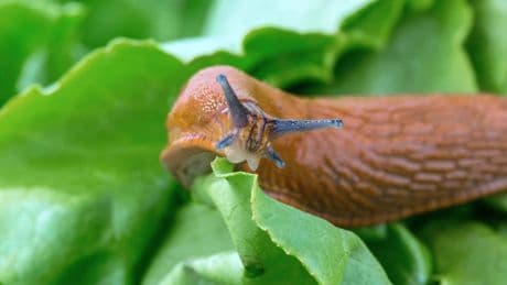 Schwabach: Nacktschnecke löst Polizeieinsatz wegen Ruhestörung aus