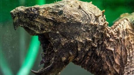 Ausgesetztes Tier: Riesige Schildkröte bei Kanalarbeiten entdeckt