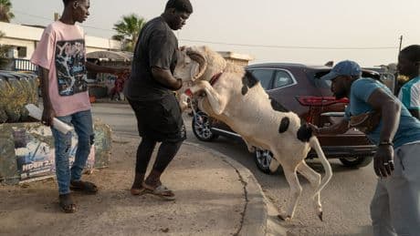 Tijdens het Senegalese Offerfeest is de ‘Ferrari onder de schapen’ een teken van prestige