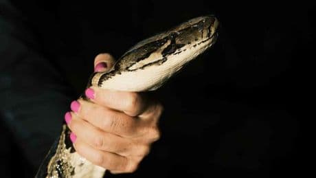 Everglades in Südflorida: Ihr Job: Pythonjägerin