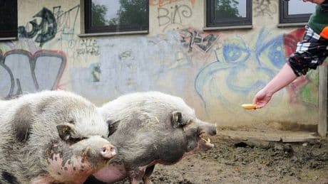 Planänderung in Moers: Keine Schweine im neuen Streichelzoo – das ist der Grund