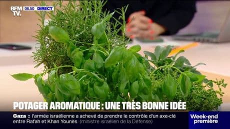 Jardinage: comment organiser son potager aromatique?