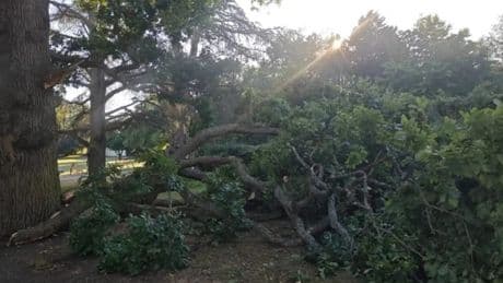 Warning not to sit under trees after series of ‘Sudden Branch Drop Syndrome’ incidents