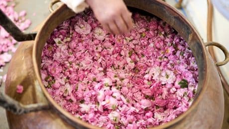 AP PHOTOS: The desert blooms, roses perfume the air and a Moroccan town comes to life