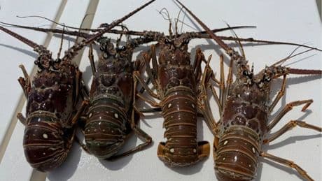 Two snorkelers die, child injured during lobster miniseason in Miami