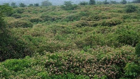 Alien plants and animals have cost Europe over $1.5 trillion, study finds