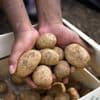 Mogelijk overschot aan aardappels, maar patatje wordt niet goedkoper