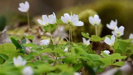 Unkraut-Alarm: So werden Sie Sauerklee im Garten endgültig los