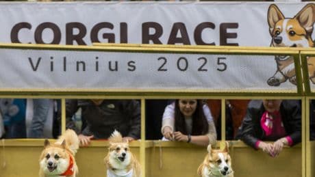 Las divertidas carreras de corgis de la Corgi Race Vilnius 2025