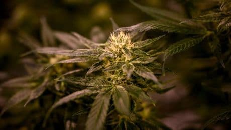 Un responsable politique italien se fait volontairement arrêter pour trafic de CBD