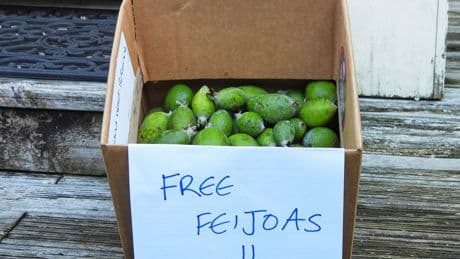 New Zealand's unofficial fruit is the feijoa, not the kiwi. And part of the fun is in giving it away