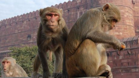 Una banda organizada de macacos ha montado el negocio perfecto en Bali: mangos por tu Iphone