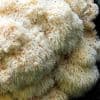 Les boissons à base de champignons envahissent les rayons, mais est-ce vraiment bon pour la santé ?
