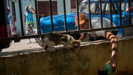 Cats and dogs abandoned in tourist hotspot as economic crisis worsens