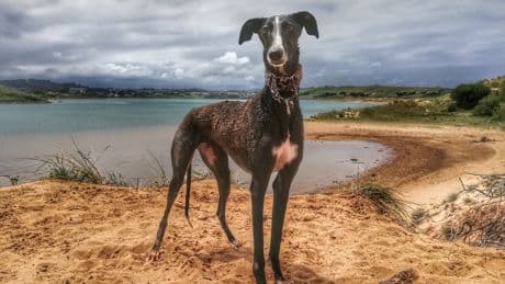 Hunde am Strand: Diese Regeln müssen Sie in Deutschland beachten