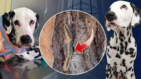 Zehirli tırtıl alarmı! Önce köpeğine sonra kendisine bulaştı... ‘Ağzının içi asit dökülmüş gibi eriyordu’