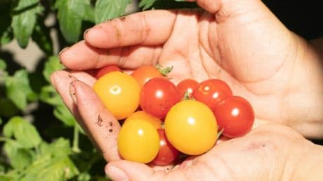 Monty Don Urges UK Gardeners To Do 1 Job First Thing In The Morning This June