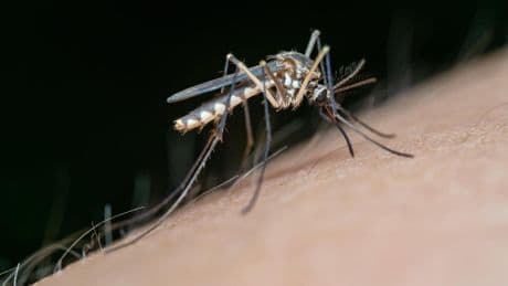 Los científicos alertan de que el virus del Nilo se expande por Europa: "Nos hemos dejado ir con el control de mosquitos"