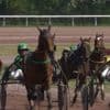 Courses hippiques : les passionnés de l'hippodrome