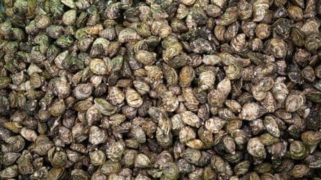 Tainted waters: B.C.’s oysters are making people sick. The cause is disturbing.
