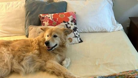 « Je suis psychiatre vétérinaire et voici les 8 idées reçues les plus fréquentes sur votre chien »