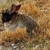 Sichtungen in Colorado: Frankenstein-Kaninchen wachsen schwarze Hörner aus dem Kopf