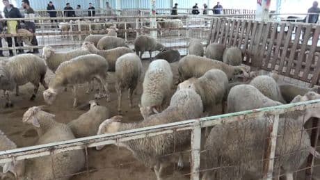 Aydın'da kurban pazarı sessiz, üretici dertli
